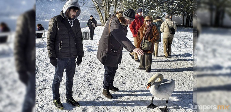 cisnes-bled-swan-jumpers