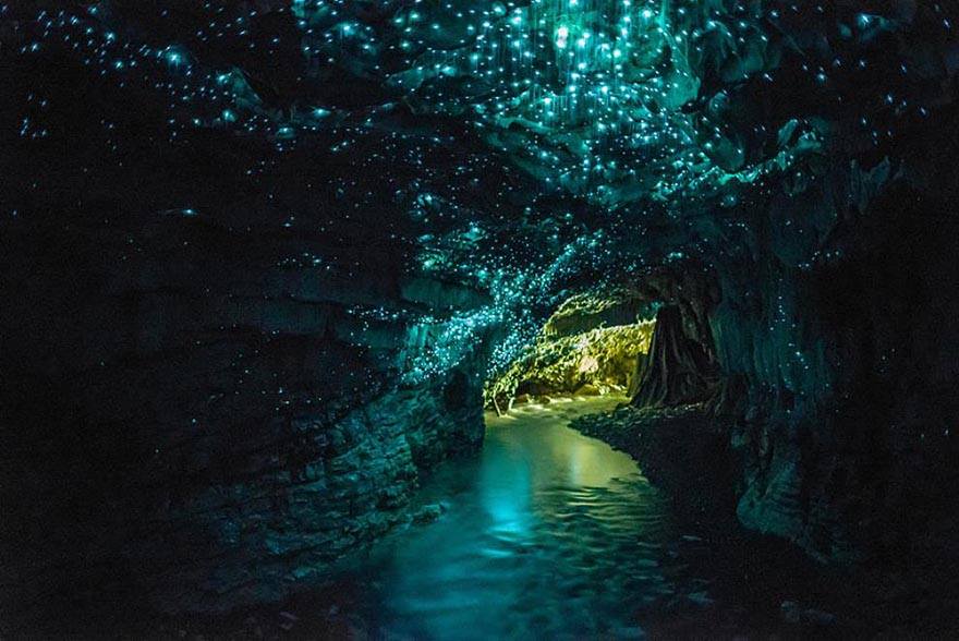 Cuevas Glowworms-nz